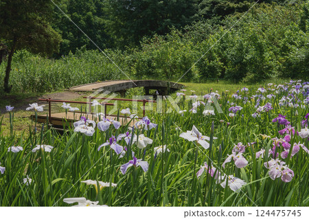 Chikozan Park: Bridge and irises / Sayama City, Saitama Prefecture, June 124475745