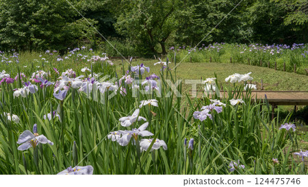 Chikozan Park: Bridge and irises / Sayama City, Saitama Prefecture, June 124475746