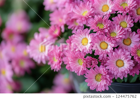 Background of pink chrysanthemum flowers blooming AI image 124475762