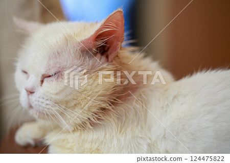 Microsporum canis in cat, cat with skin disease, poor cat 124475822