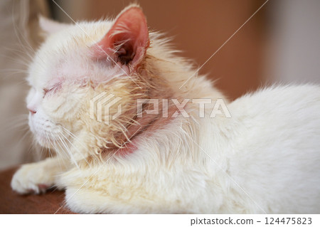 Microsporum canis in cat, cat with skin disease, poor cat 124475823