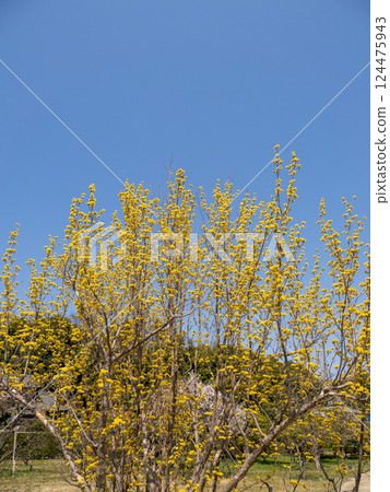 Yellow flowers of the Cornus japonica blooming under the blue sky in spring Yellow flowers of the Cornus japonica blooming under the blue sky in spring 124475943