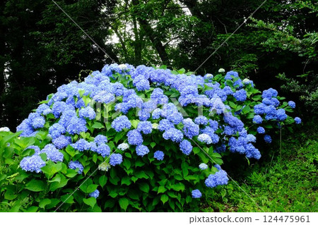 Hydrangeas blooming in a grove [Tsukui, Sagamihara City, June] 124475961
