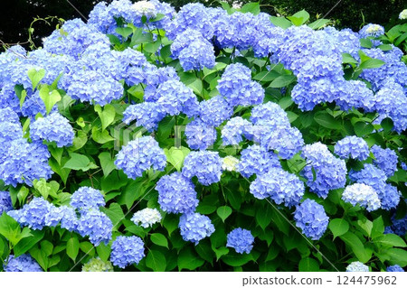 Hydrangeas in full bloom [Tsukui, Sagamihara City, June] 124475962
