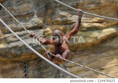 Children of orangutans to tightrope Children of orangutans to tightrope 124476025