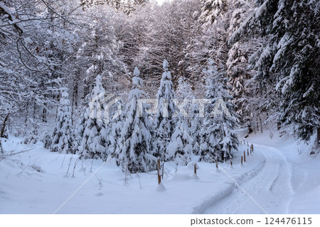 Winter landscape with a snowy forest on a sunny day in December in the Bavarian Alps. Winter landscape with a snowy forest on a sunny day in December in the Bavarian Alps. 124476115