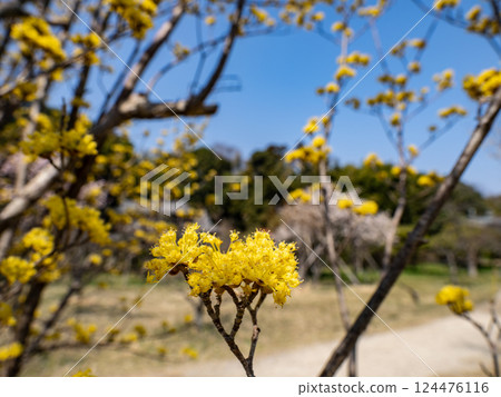 春天陽光明媚的日子裡，山茱萸的黃色花朵盛開 124476116