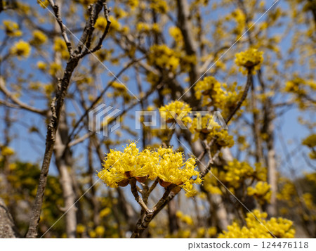 春天陽光明媚的日子裡，山茱萸的黃色花朵盛開 124476118