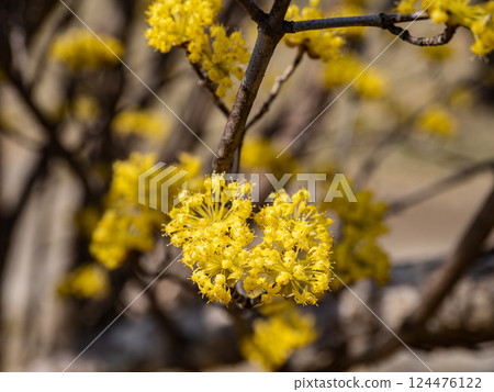 春天陽光明媚的日子裡,山茱萸的黃色花朵盛開 春天陽光明媚的日子裡,山茱萸的黃色花朵盛開 124476122