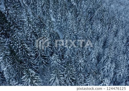 Snowy forest, drone aerial view, in the Bavarian Alps, Germany Snowy forest, drone aerial view, in the Bavarian Alps, Germany 124476125