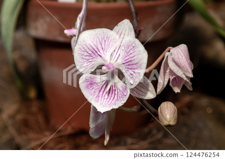 Gorgeous Phalaenopsis orchid 124476254