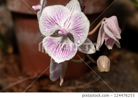Gorgeous Phalaenopsis orchid 124476255