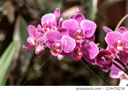 A bright pink Phalaenopsis orchid [Phalaenopsis] 124476256