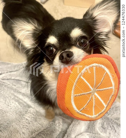 博美犬小狗拿著一個橘色的玩具 124476330