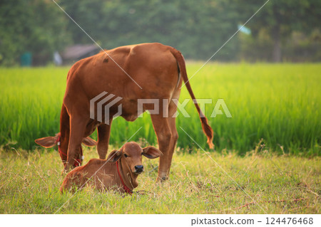Calves are happily grazing in a rice field in Thailand., little cow 124476468
