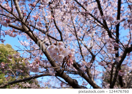 冬櫻花 冬櫻花 124476760