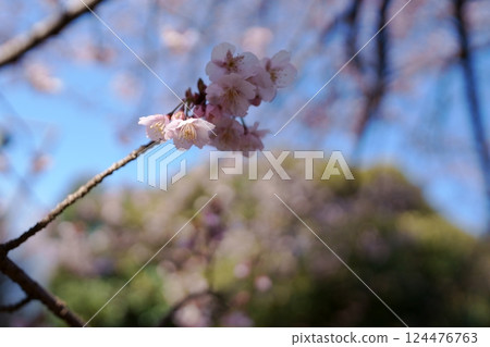 冬櫻花 冬櫻花 124476763
