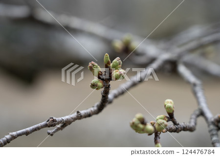 Cherry buds Cherry buds 124476784