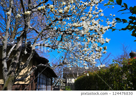 White magnolia trees stand out against the blue sky at Fusentei, Nakain temple grounds, Kawagoe city 124476830