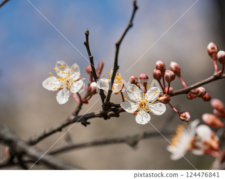 Red plum flowers blooming in spring 124476841