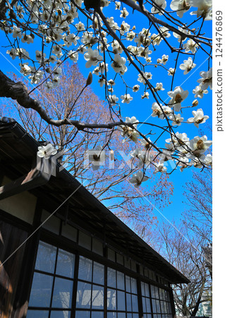 川越市中院普泉亭的白色木蘭樹在藍天映襯下格外引人注目 川越市中院普泉亭的白色木蘭樹在藍天映襯下格外引人注目 124476869