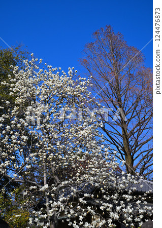 White magnolia trees stand out against the blue sky in the grounds of Nakain Temple in Kawagoe City 124476873