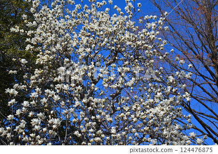 White magnolia trees stand out against the blue sky in the grounds of Nakain Temple in Kawagoe City White magnolia trees stand out against the blue sky in the grounds of Nakain Temple in Kawagoe City 124476875