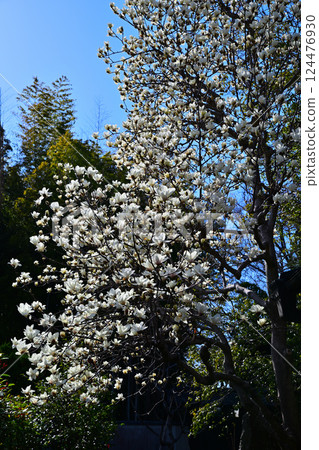 White Magnolia, Fusentei, Kawagoe City Nakain Temple Precincts White Magnolia, Fusentei, Kawagoe City Nakain Temple Precincts 124476930