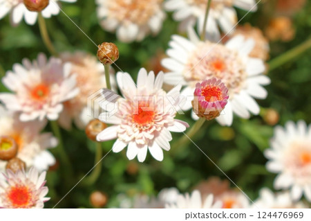 Beautiful white flowers blooming vigorously Beautiful white flowers blooming vigorously 124476969