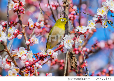 Spring scenery: plum blossoms and Japanese white-eyes 124477137