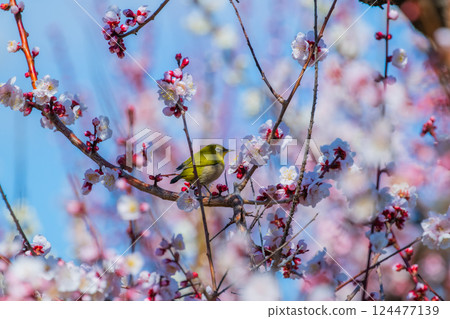 春季風景:梅花與繡眼鳥 春季風景:梅花與繡眼鳥 124477139