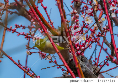春季風景：梅花與繡眼鳥 124477144