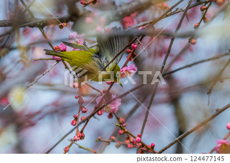 春季風景：梅花與繡眼鳥 124477145