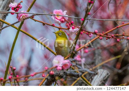 春季風景:梅花與繡眼鳥 春季風景:梅花與繡眼鳥 124477147