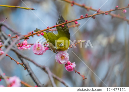 Spring scenery: plum blossoms and Japanese white-eyes 124477151