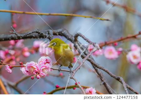 春季風景：梅花與繡眼鳥 124477158