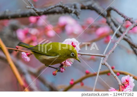 Spring scenery: plum blossoms and Japanese white-eyes Spring scenery: plum blossoms and Japanese white-eyes 124477162