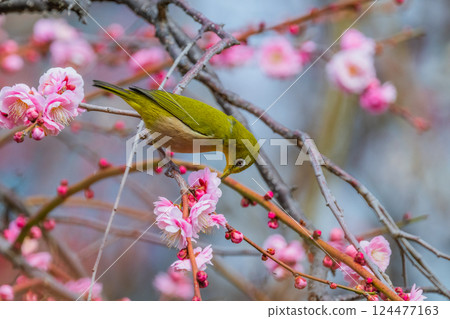 春季風景：梅花與繡眼鳥 124477163