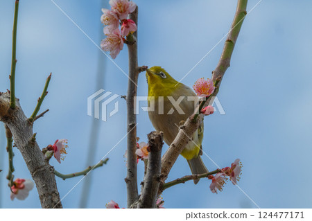 春季風景:梅花與繡眼鳥 春季風景:梅花與繡眼鳥 124477171