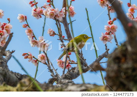 春季風景:梅花與繡眼鳥 春季風景:梅花與繡眼鳥 124477173