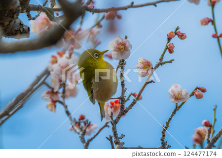 春季風景:梅花與繡眼鳥 春季風景:梅花與繡眼鳥 124477174