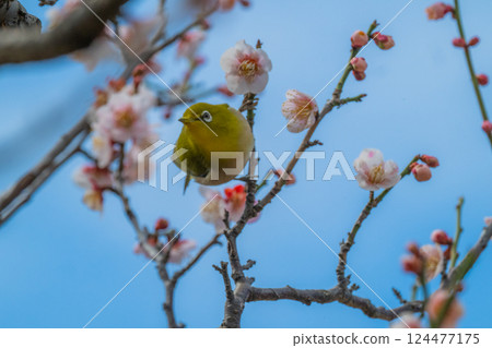 春季風景:梅花與繡眼鳥 春季風景:梅花與繡眼鳥 124477175