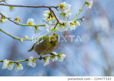 Spring scenery: plum blossoms and Japanese white-eyes Spring scenery: plum blossoms and Japanese white-eyes 124477183