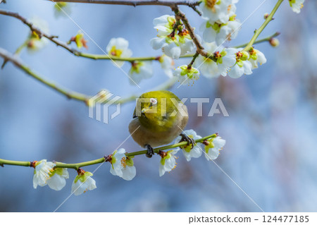 春季風景：梅花與繡眼鳥 124477185