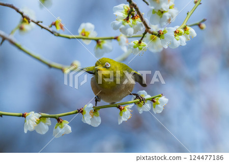 Spring scenery: plum blossoms and Japanese white-eyes 124477186