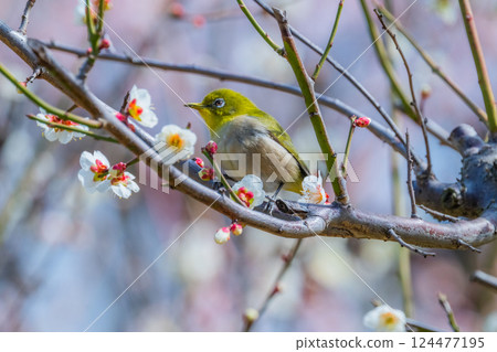 Spring scenery: plum blossoms and Japanese white-eyes 124477195