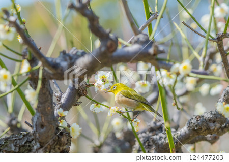 Spring scenery: plum blossoms and Japanese white-eyes 124477203