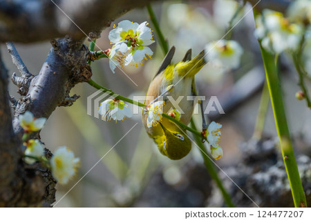 春季風景:梅花與繡眼鳥 春季風景:梅花與繡眼鳥 124477207