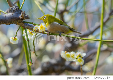 春季風景：梅花與繡眼鳥 124477216