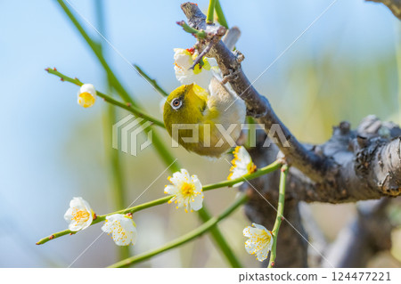Spring scenery: plum blossoms and Japanese white-eyes 124477221